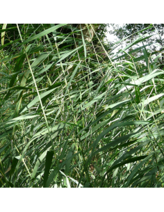 Roseau commun - Phragmites Australis 2