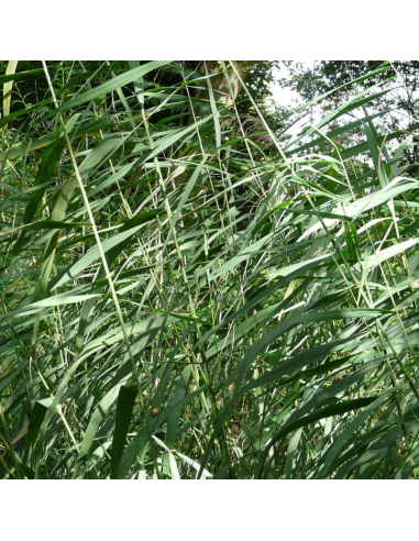 Roseau commun - Phragmites Australis