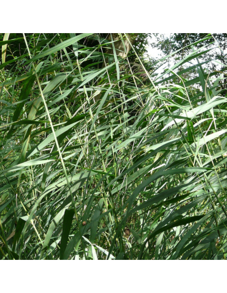Roseau commun - Phragmites Australis