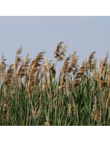 Roseau commun - Phragmites Australis