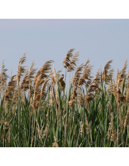 Roseau commun - Phragmites Australis