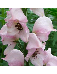 Aconit casque de Jupiter Rubellum