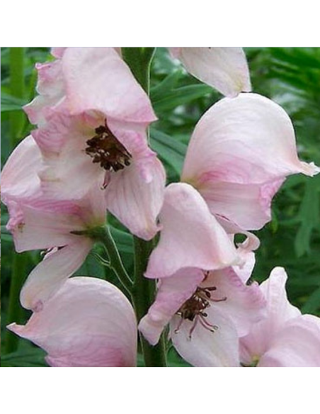 Aconit casque de Jupiter Rubellum