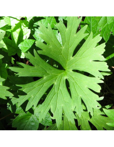 Aconit casque de Jupiter Rubellum