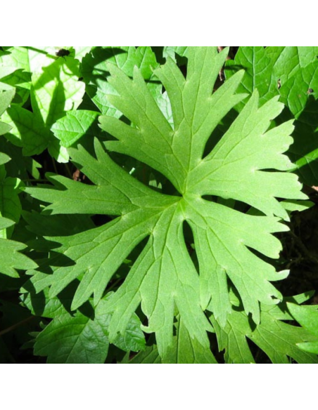 Aconit casque de Jupiter Rubellum