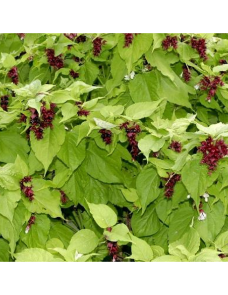 Arbre aux faisans - Leycesteria formosa - jeunes plants