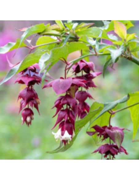 Arbre aux faisans - Leycesteria formosa - jeunes plants