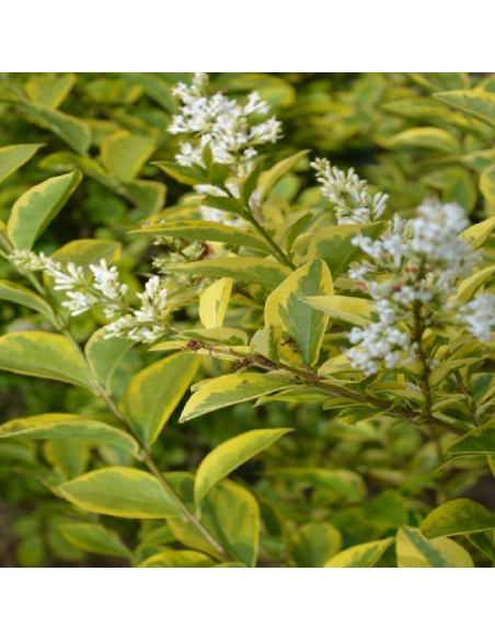 Troëne doré de Californie - Ligustrum Ovalifolium Aureum
