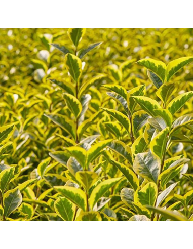 Troëne doré de Californie - Ligustrum...