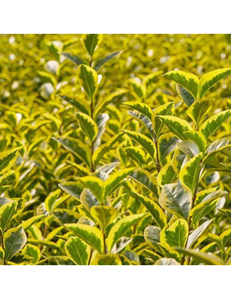 Troëne doré de Californie - Ligustrum Ovalifolium Aureum