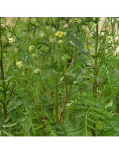 Tanaisie - Tanacetum vulgare