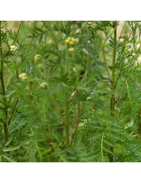 Tanaisie - Tanacetum vulgare