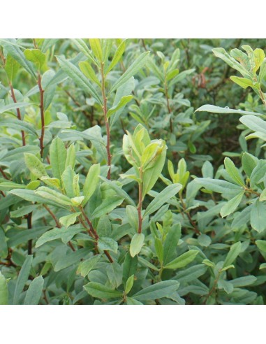 Myrte des marais - bois sent bon 