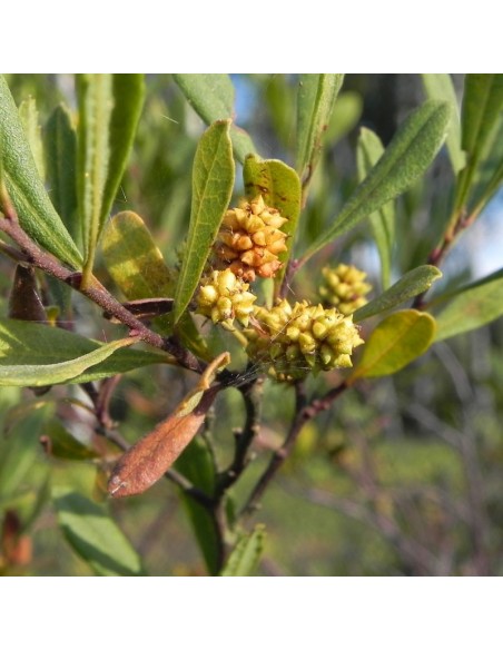 Myrte des marais - bois sent bon 
