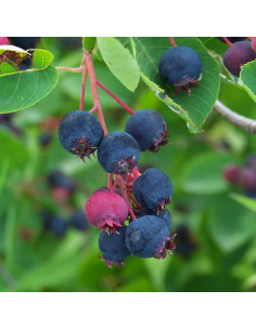 Amelanchier de Lamarck 2