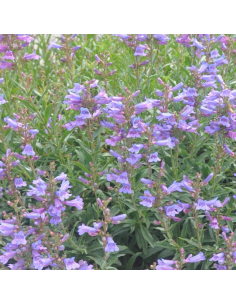 Galane hybride Catherine de La Mare - Penstemon Hybride