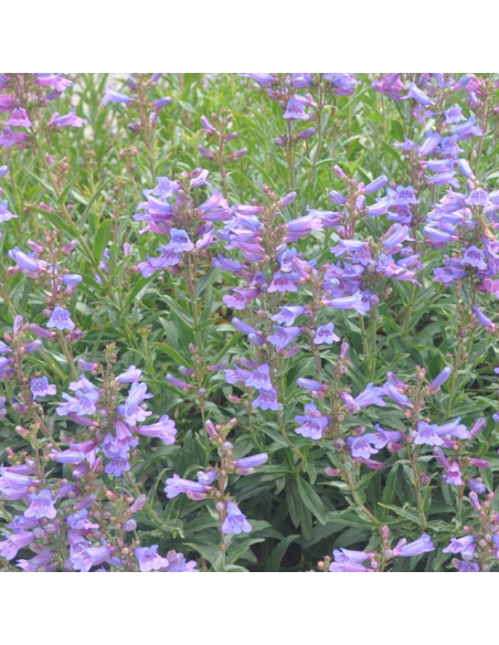 Galane hybride Catherine de La Mare - Penstemon Hybride