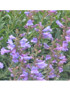 Galane hybride Catherine de La Mare - Penstemon Hybride 2
