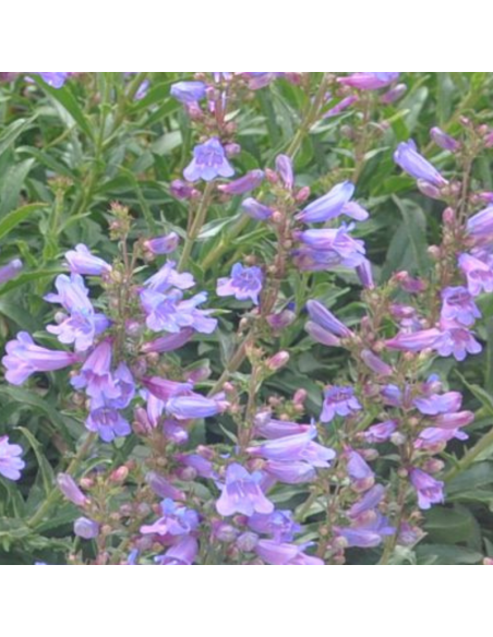 Galane hybride Catherine de La Mare - Penstemon Hybride