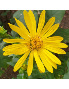Silphium perfoliatum - Silphe perfolié - Silphie