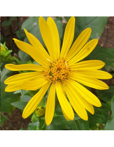 Silphium perfoliatum - Silphe perfolié - Silphie