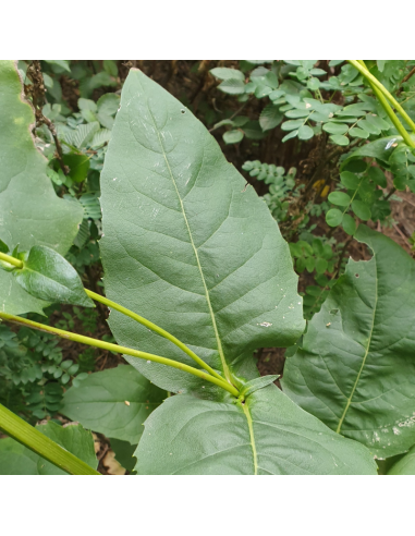 Silphium perfoliatum - Silphe perfolié - Silphie