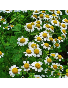 Grande camomille - Tanacetum parthenium 2