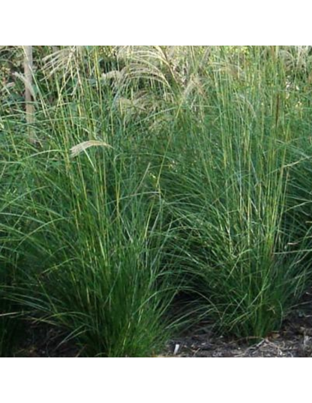 Eulalie August Feder - Miscanthus Sinensis