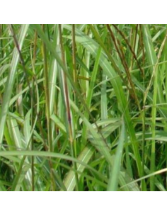 Eulalie August Feder - Miscanthus Sinensis 2