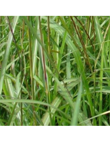 Eulalie August Feder - Miscanthus Sinensis