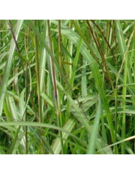 Eulalie August Feder - Miscanthus Sinensis