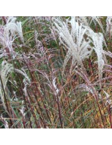 Eulalie August Feder - Miscanthus Sinensis