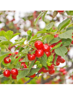 Ragouminier - Prunus tomentosa