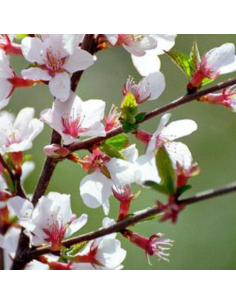 Ragouminier - Prunus tomentosa 2