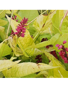 Renouée Golden Arrow