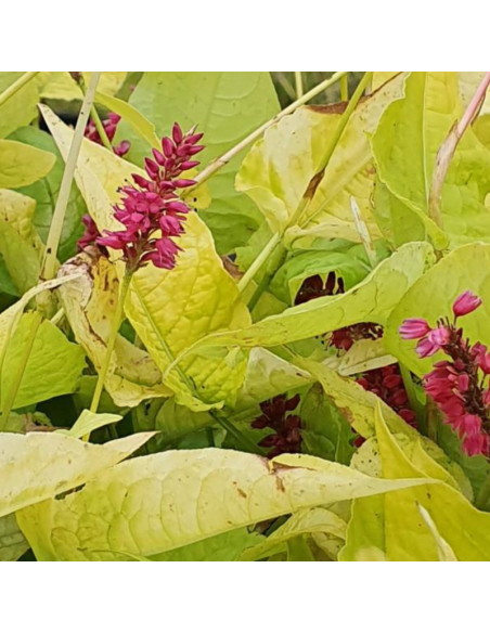 Renouée Golden Arrow