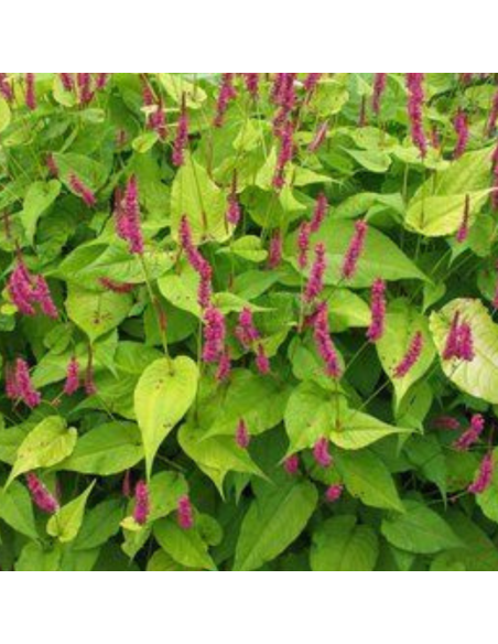 Renouée Golden Arrow