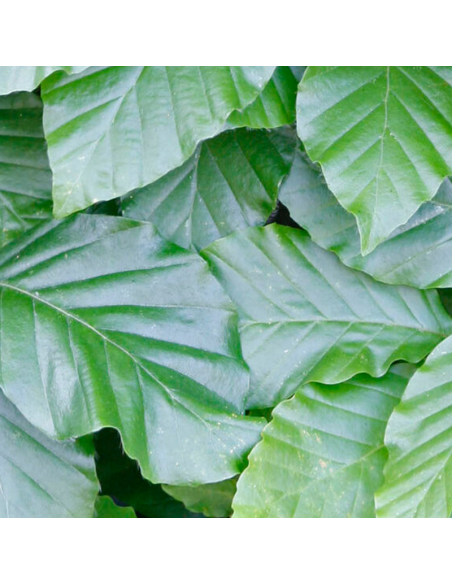 Hêtre commun - Fagus Sylvatica