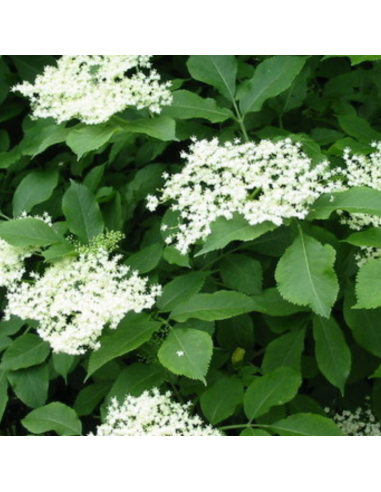 Sureau noir - Sambucus Nigra