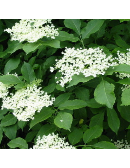 Sureau noir - Sambucus Nigra