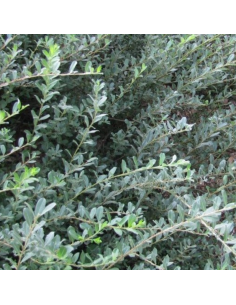 Saule rampant Nitida - Salix Repens Nitida 2