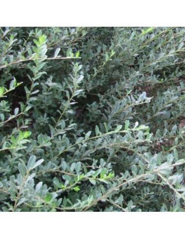 Saule rampant Nitida - Salix Repens Nitida