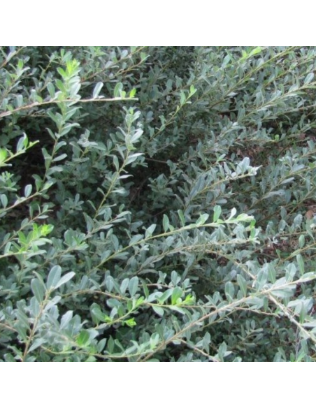 Saule rampant Nitida