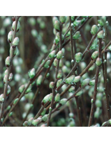 Saule rampant Nitida