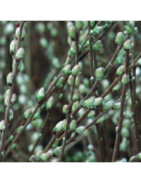 Saule rampant Nitida