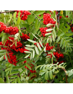 Sorbier des oiseleurs - Sorbus Aucuparia