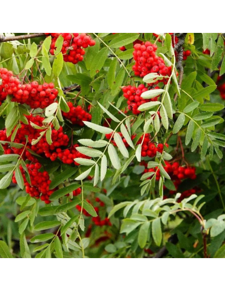 Sorbier des oiseleurs - Sorbus Aucuparia