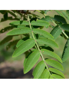 Sorbier des oiseleurs - Sorbus Aucuparia 2