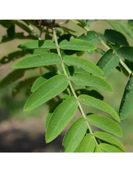 Sorbier des oiseleurs - Sorbus Aucuparia