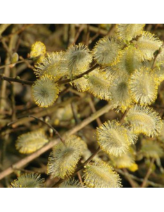 Saule Marsault - Salix Caprea 2